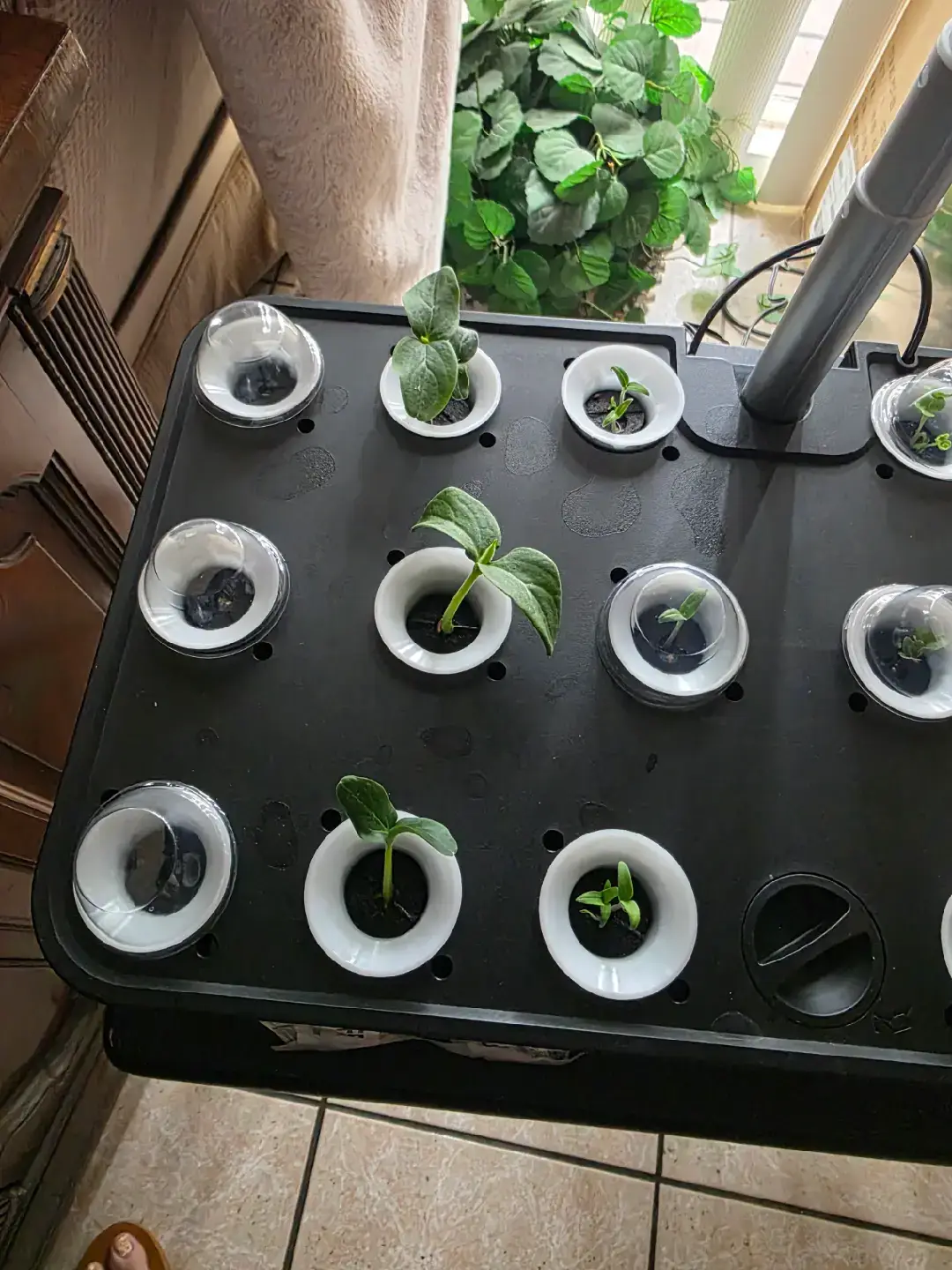 garden update 