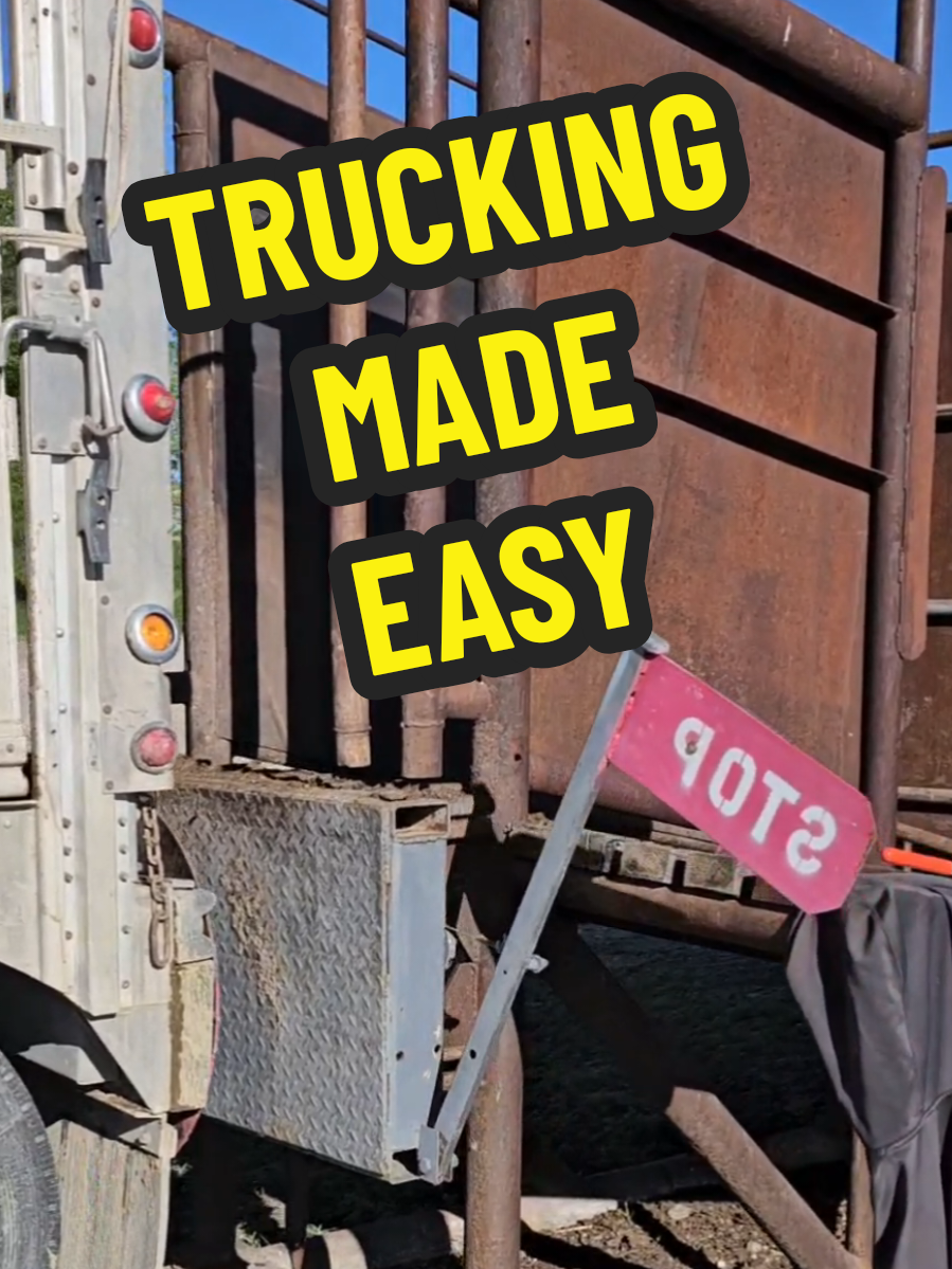 Definitely the easiest way to back up a truck full of cows to the chute by yourself.  NEVER HAD ANYONE SAID THEY DON'T LIKE IT.  #truck #cow #FARM 