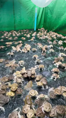 #asmr #fypシ #foryou #frog 