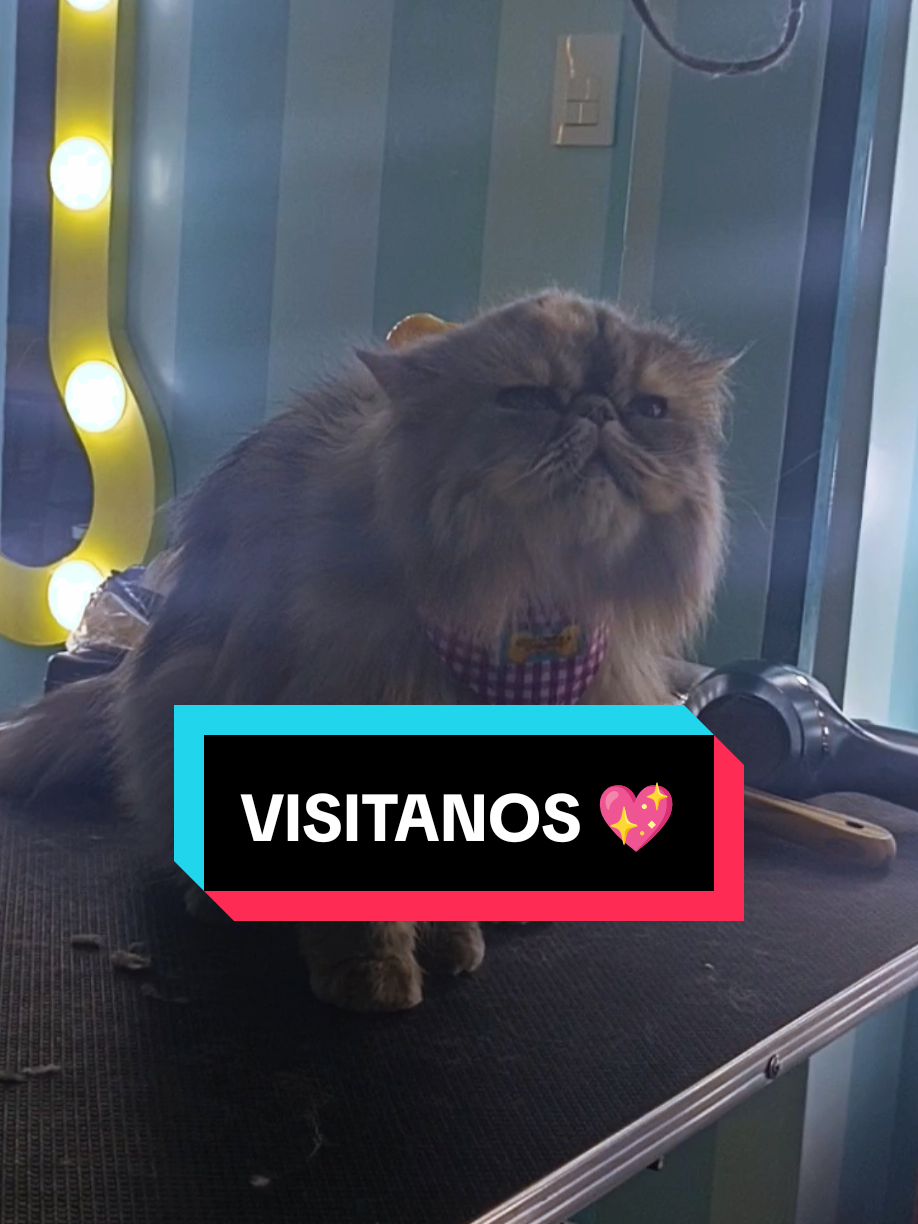 Visitanos en Carrera 4 #1 33, Mosquera 📍🤗 #gatos #perrosygatos #groomersoftiktok #trends 