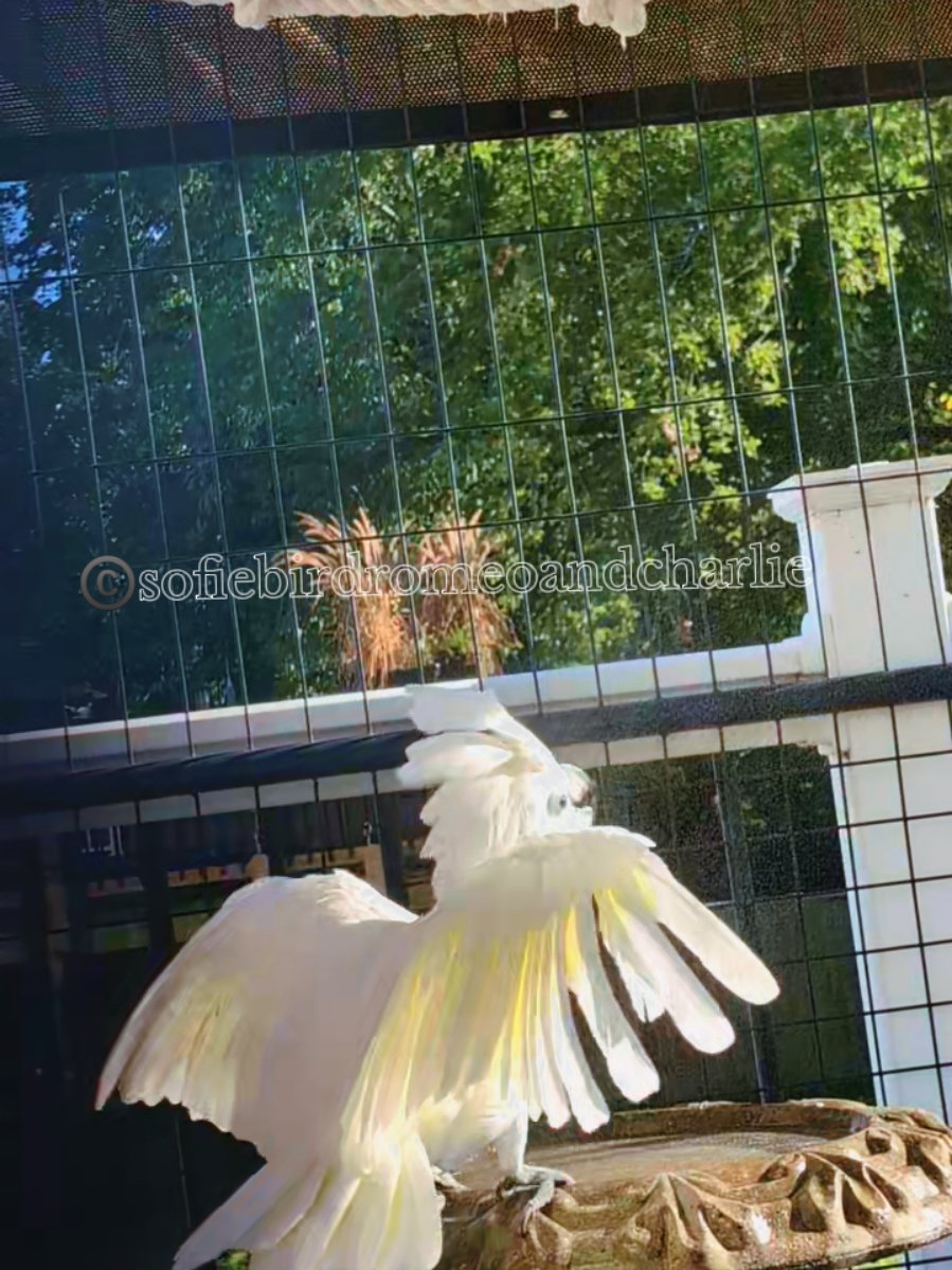 Another bath day.  Romeo loves it ❤️  #sofiebirdromeoandcharlie #funnyparrotvideos #parrotsoftiktok #birdsoftiktok #birdbath 