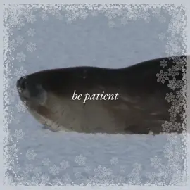 Ross seals (Ommatophoca rossii) are probably the least researched of the Antarctic seals simply because they live so remotely in the ice of the continent and cannot easily be accessed by humans for study. They have eyes disproportionate to their short faces and the shortest fur of any seal! They are known to make complex, trilling, and siren-like vocalizations. Ross seals are named after Sir James Clark Ross of the Royal British Navy, who, in the years 1839 to 1843, went down to Antarctica to find Magnetic South (after leading a party in 1831 to find Magnetic North). Sir James Clark Ross captained HMS Erebus, while his closest friend, Francis Crozier, captained HMS Terror. On this expedition to Antarctica, James Clark Ross collected two of these seals while in the Ross Sea (also named after him). After this expedition, James Clark would command only once more. This time, on HMS Enterprise from 1848-1849 to find his nearest and dearest friend, Francis Rawdon Moira Crozier, who along with 128 men, disappeared in the Canadian Arctic in an attempt to find the Northwest Passage in 1845. HMS Terror and HMS Erebus, the same ships used in the 1839-1843 Ross Expedition, were used during that expedition (otherwise known as the Franklin Expedition). James Clark Ross was unsuccessful in finding his friend and died in 1862 at the age of 61. This came after 3 years of reclusion and despondency after the loss of both his wife, Anne Coulman Ross, and his closest friend, Francis Crozier.  #sealtok #seals #rossseal #jamesclarkross #antarctica 