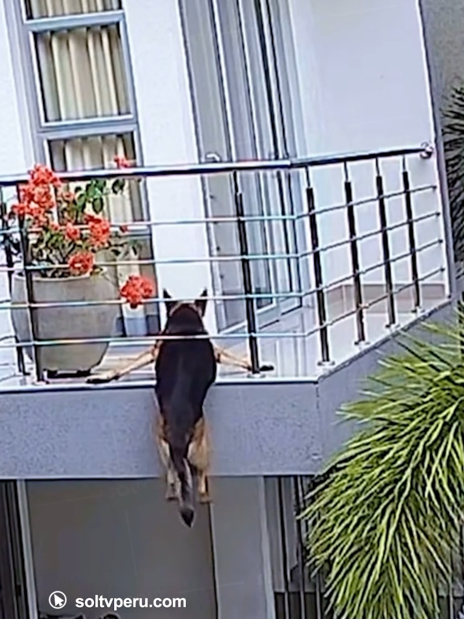 #Colombia l #VIRAL | En Sincelejo, Sucre, un perro llamado “Milán” quedó colgado del balcón de un segundo piso, sostenido apenas por sus patas delanteras. Una cámara de seguridad registró el angustiante momento en que la mascota lucha por no caer mientras su dueña corre a rescatarlo. Por fortuna, no sufrió heridas y ahora el balcón cuenta con una malla protectora para evitar otro incidente.
