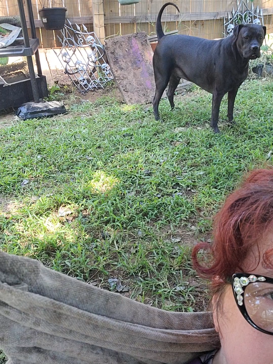 Luna is always watching Korben Dallas, who likes to pretend she isn't there half the time. But if she walks away, he is at the fence trying to find her. Boxer dogs are adorable hot messes #dogsoftiktok #boxer 