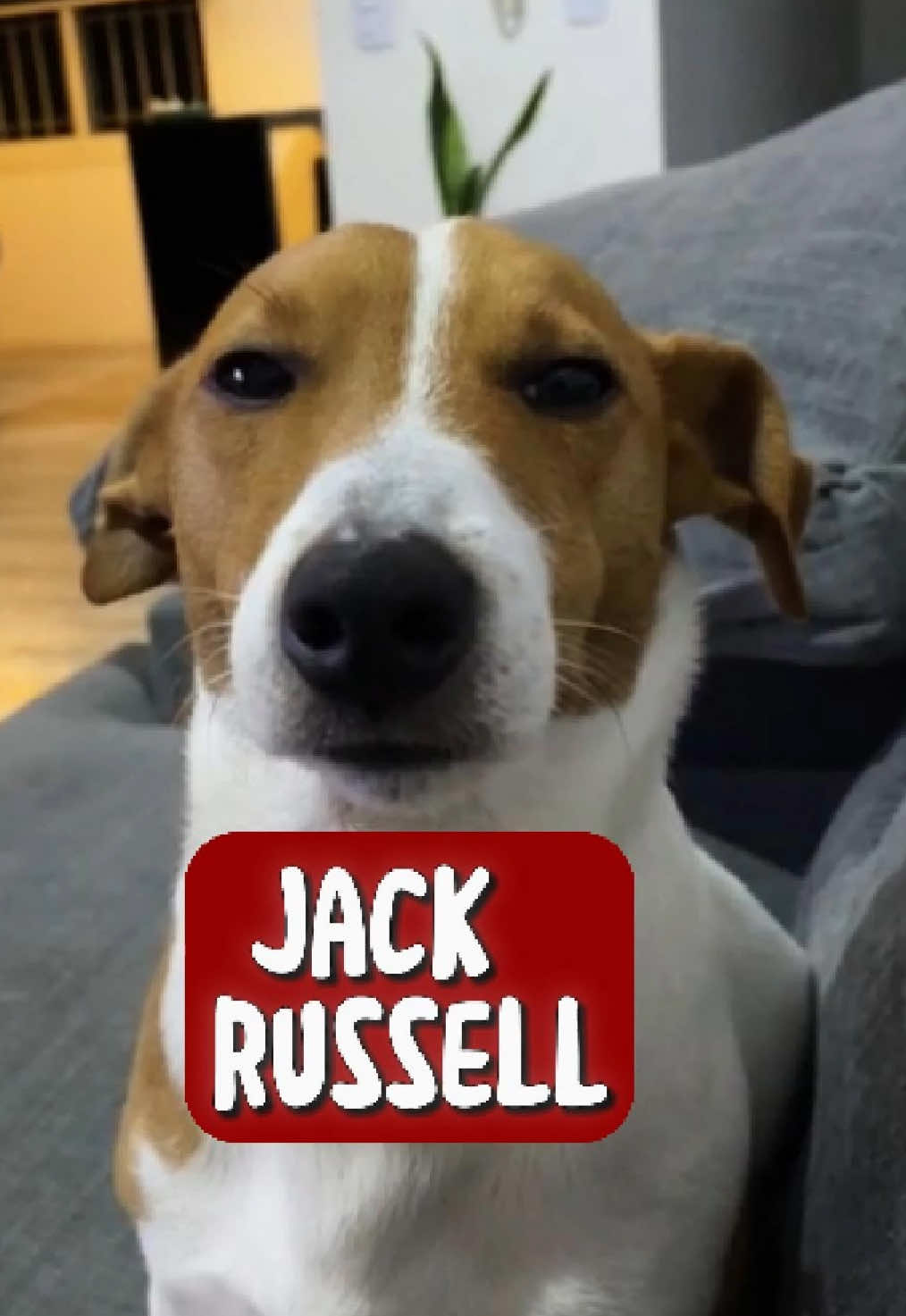 Discover Jack Russell Terrier 🥰 🐕 #jackrussellterrier #dog #fyp #animals #jackrussell 