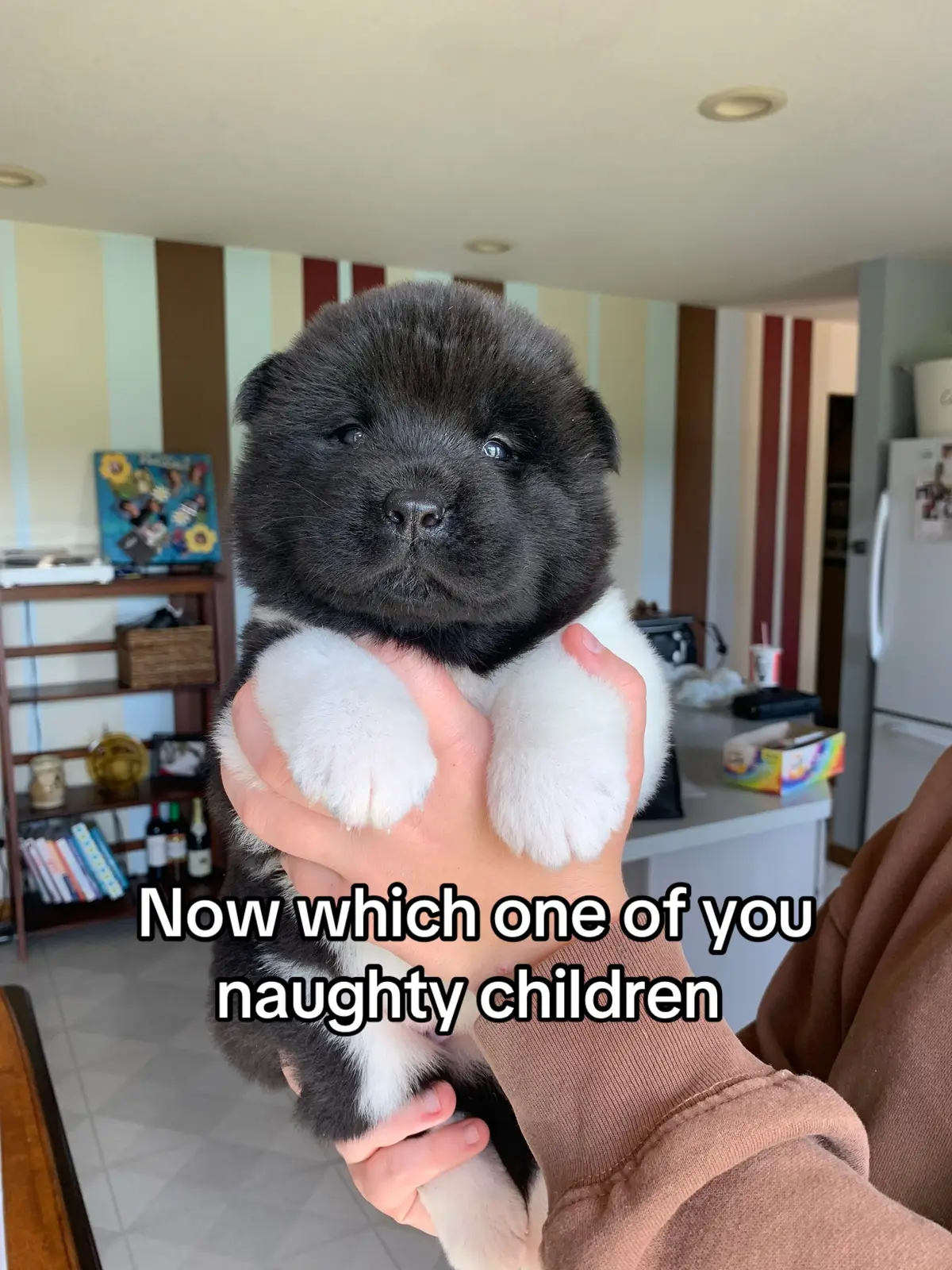 #akita #glowupchallenge #fyp #dogsoftiktok #dogcommunity 