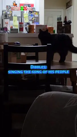 For context, Sir Chibi D Dibblesworth has never been starved, or oppressed. He is very vocal and opinionated though, about when his meal times should be. #cats #blackcats #catsoftiktok #blackcatsoftiktok 