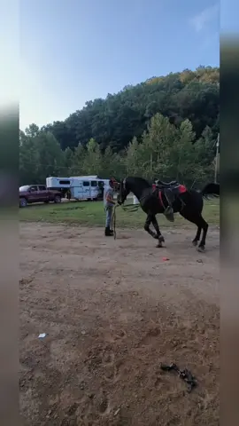 #Standardbred #horses #appalachia #over60style 