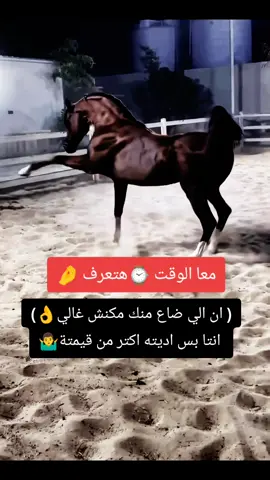 #خيل_وخياله🐎 #خيول_عربية_اصيلة❤️🐎  #مجرد________ذووووووق🎶🎵💞  #المصمم_بوهيبه🎬بوهيبه🎵  #اقتباسات_عبارات_خواطر🖤 