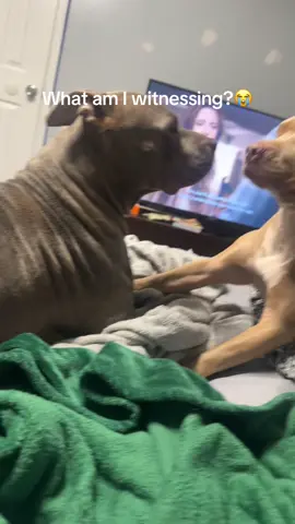 I feel like Calypso just likes to pick with her older sister sometimes 😂😂 Aries is so unbothered but growled a little like “knock it off”💀 #dogsoftiktok #dogs #sister #dogplay #zephra 