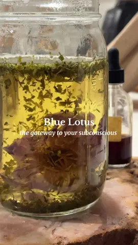 Blue Lotus has been treasured since ancient Egypt for for the way it shifts the mind into a more relaxed, dream-ready state. I drink it before bed (often with skullcap) when I want to tap deep into my intuition, and slip into vivid dreams. In the dreamspace, your mind can process emotions, spark creativity, and receive guidance that’s harder to hear in the chaos of daily life #bluelotus #herbalism #subconsciousmind 