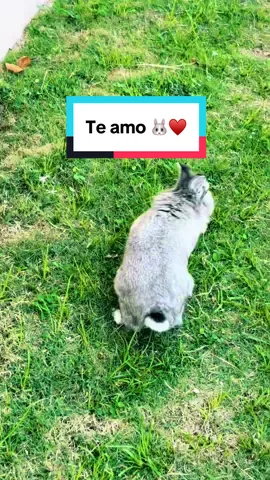 #8luisplaza8 #fifi🐰♥️🐯 #fifi🐰🇵🇷 #fifi♥️😘 #fifi🐰♥️ 