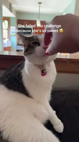 My baby #fypシ #catsoftiktok 