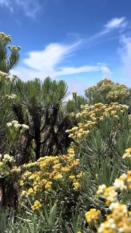 Gunung Merbabu dengan keindahan hamparan bunga edelweisnya #merbabu #pendakigunung #pendakiindonesia #beranda #edelweiss 