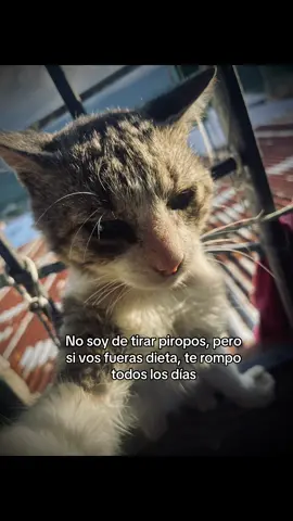 No soy de tirar piropos, pero si vos fueras dieta, te rompo todos los días #fyp #viraltiktok #paratiiiiiiiiiiiiiiiiiiiiiiiiiiiiiii #gatostiktok #amor 