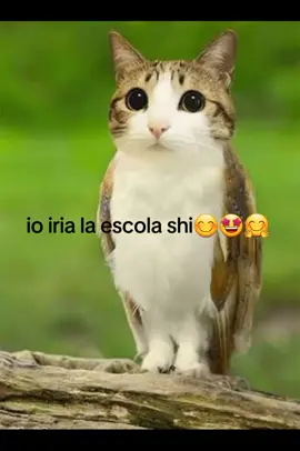 la escolla prefeta🤩😘😍#catmeme #meowl #gatos #meme #fyp 