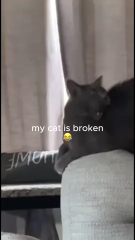 Is your cat broken too? 😂😂🐾 #funnycat #cats #funnyvideos #fyp #cat 