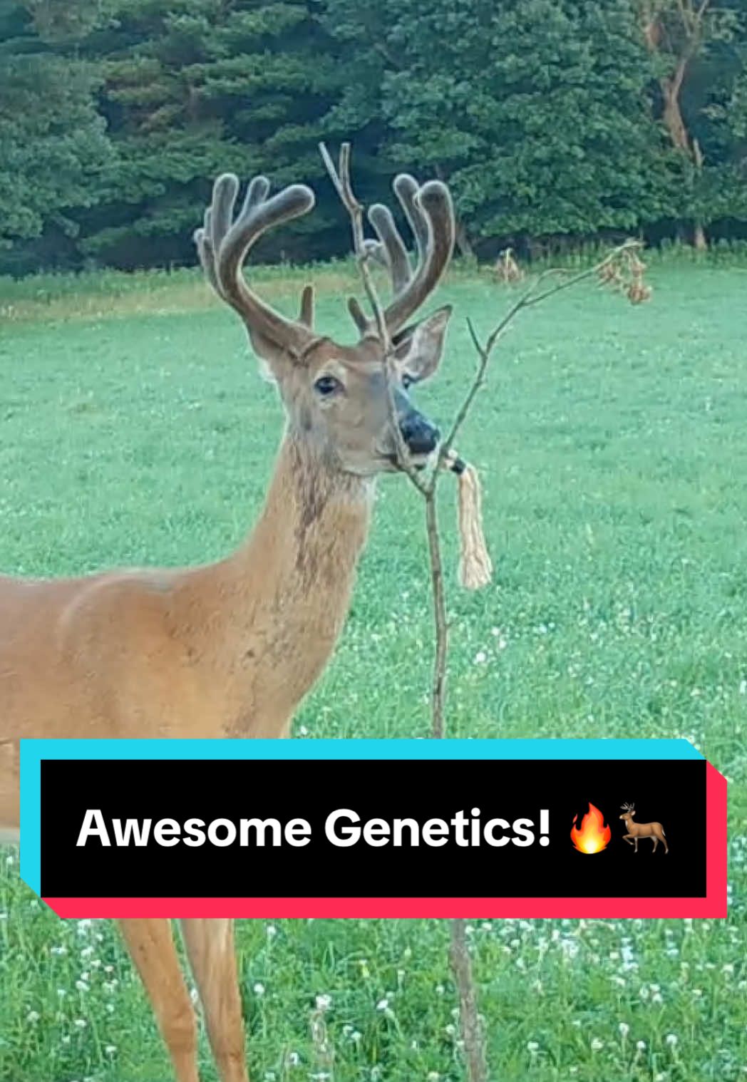 Check out the genetics on this buck! 🔥👀🦌 This Licking Stick setup has been drawing deer to the edge of this large AG field to communicate via scent! Can’t wait to share the full SD card pull from this Licking Stick Location! 🔥🦌