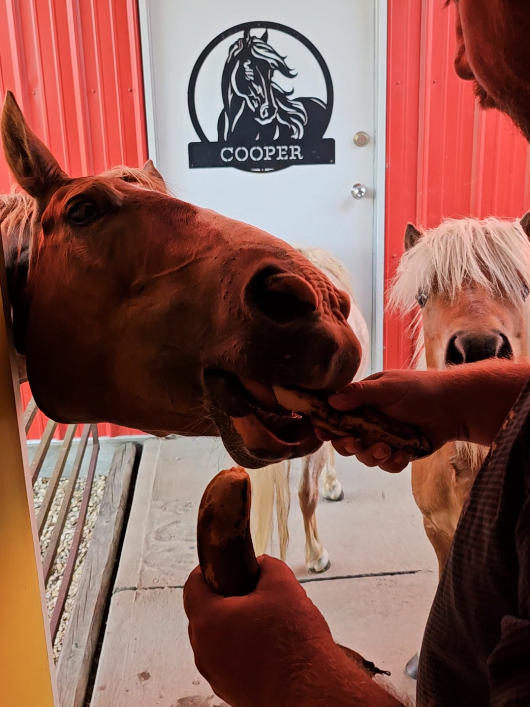 They all love bananas! #obi #coopsherd #horsetok #farmlifeisthebestlife #horses 