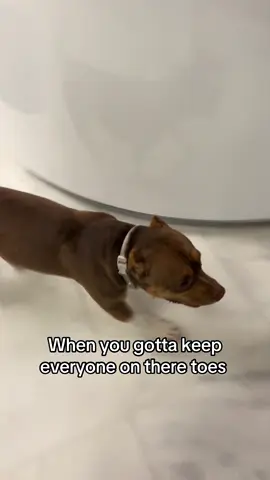 Had too many Energy drink, Friday Eve  #fyp #dogsoftiktok #officelife #StressRelief #energy 