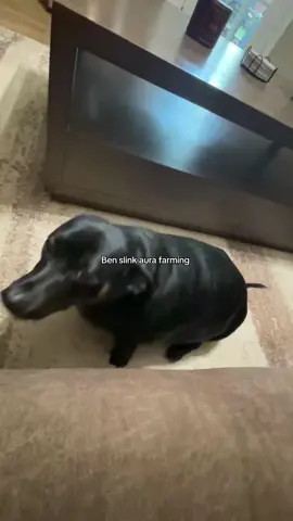 #benslink #dog #dogsoftiktok 