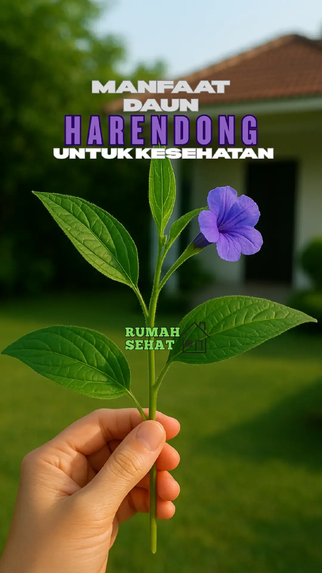 #harendong #daunharendong #sehatalami #herbal #kesehatan 