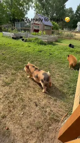 Guard piggy 😂 @Barstool Outdoors (via:@Rachel) 