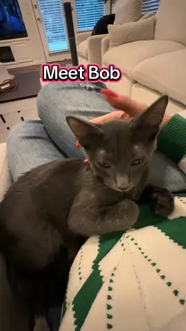 Meet Bob. He’s Buddi, Gordon and Gigi’s cousin and cute  as a little gray button! 💕💕#kitten #kittensoftiktok #cattok #pettok #watchbuddi 
