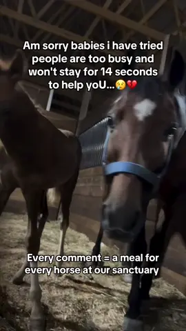 Every comment = a meal for every horse at our sanctuary 🙏❤️#horselove #horsecare #horselovers #horselife #drafthorserescue 