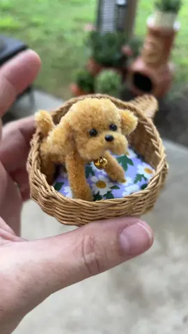 #mini #dog #miniture 