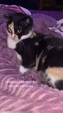 ta cho chhal cute😿❤️ #cat #catlover #catsoftiktok #cats #🐈‍⬛ 