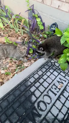 Take that 💥! #raccoon #wildlife #trending #viral #animals