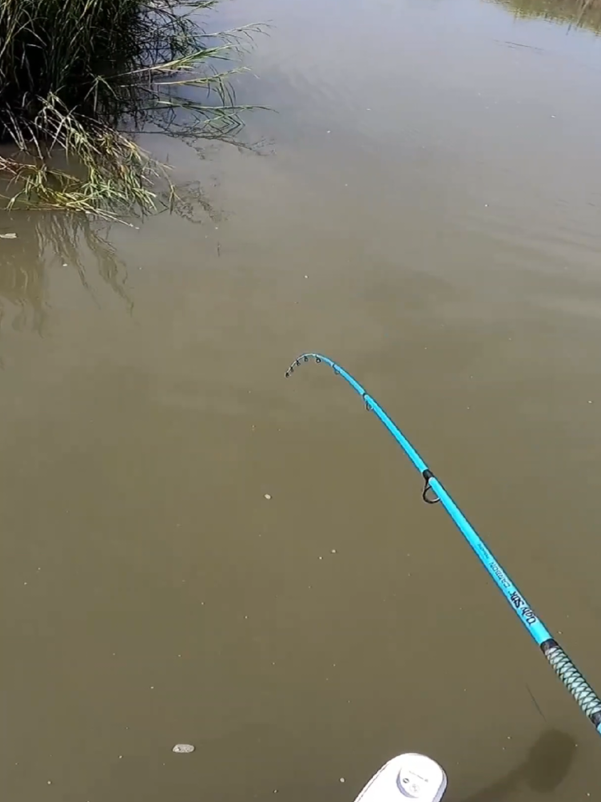 Throwing Live Finger Mullet in the creeks! #fishing #fishtok #beaufortsc 