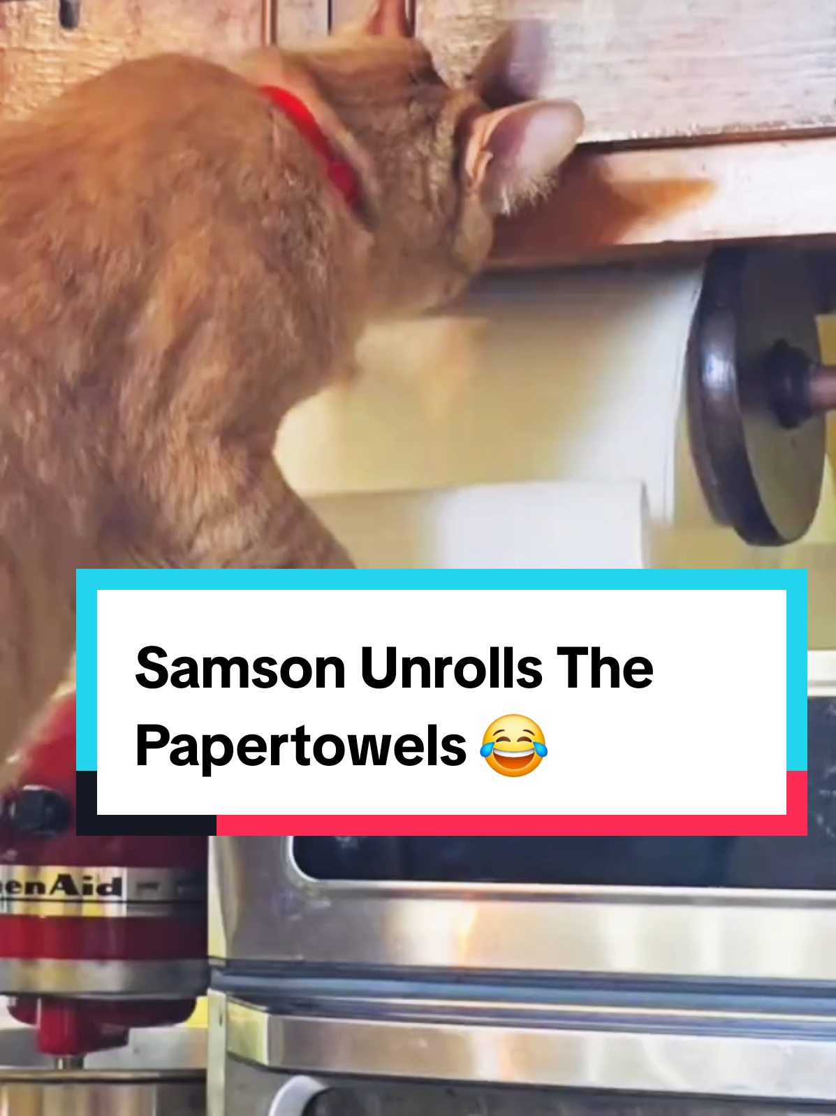 Samson loves to unroll the papertowels to get my attention. 😂 #cats #kitty #funnycat #samsonzeusthecat #gracies_mom2022 