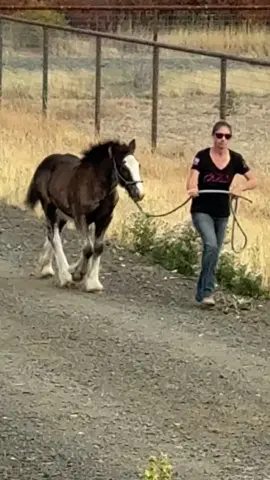 Golden Oak’s Steelheart aka Chaol. He is going to be an amazing working horse one day. He has a huge heart, lots of try, wants to please! 