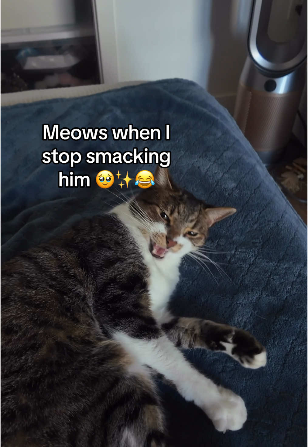 butt smacks ✨ #catsoftiktok #cats 