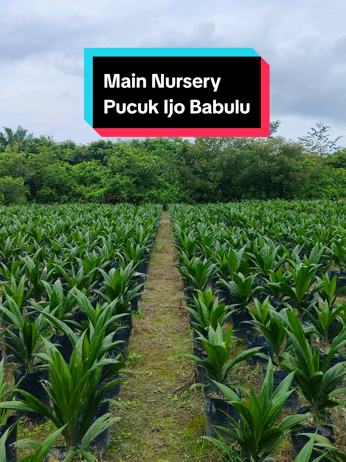 Main Nursery Pucuk Ijo Babulu varietas Lonsum BL 1 Umur 6 Bukan #pucukijobabulu #sawitindonesia #pertanian #ayomenanam #kaltim @Bayu 
