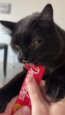 I think he like that 😳 #cute #pets #cat 