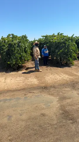 #trabajo #EarlimartCA #kovacevich5farms NO se esconda kompa gallo 🐓 😂🤣