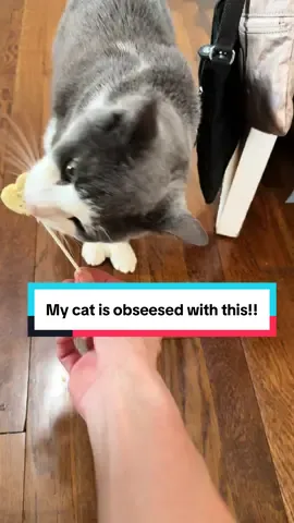 @BONKERS what have you don’t to my cat Farley 🤣 #catsoftiktok2025 #cattreat #cattiktok 