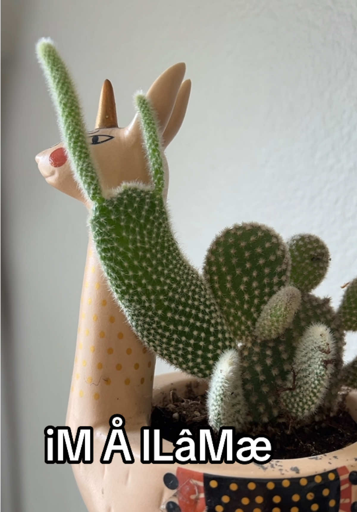 Imitation is the biggest form of flattery right? #llama #ohlookastrawberry #cactus 