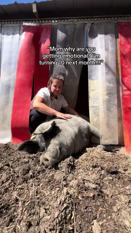 I am UNWELL #itmademethinkofyou #animals #animalsoftiktok #pigs #piglet 