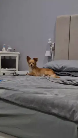Un sueñito y como nuevo  #parati #petlover #mascotas #perritostiktokers 