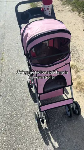 #catsoftiktok #catmom #catlife #cat #catstroller 