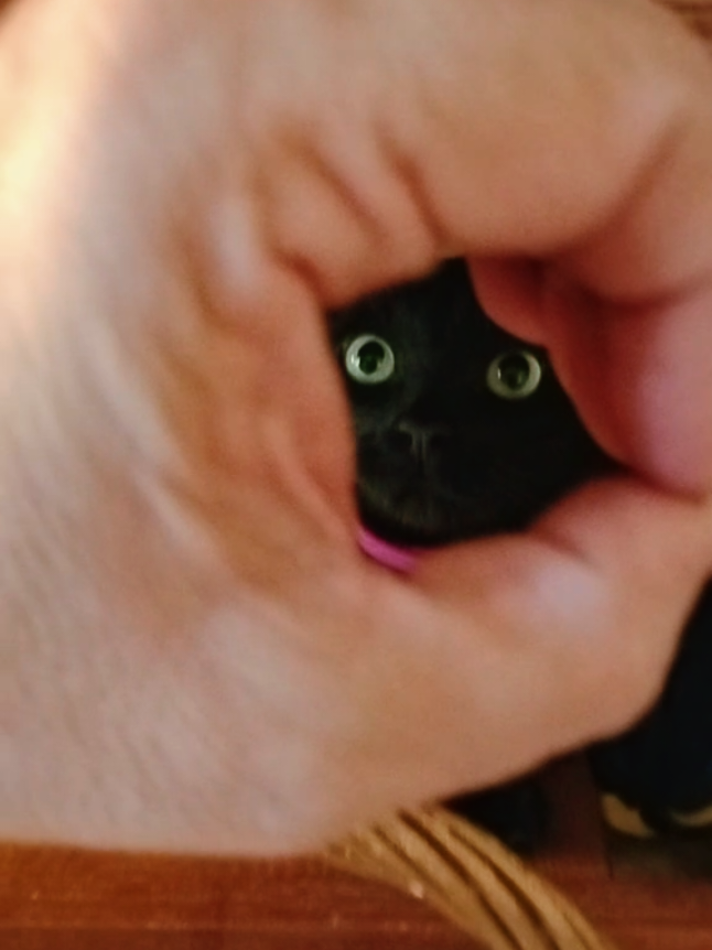 I got a kiss, a peekaboo, a slappy- pap & just a little bite!! 🤏🏼🤣🤪 #fyp #trending #cat #Love #dog 