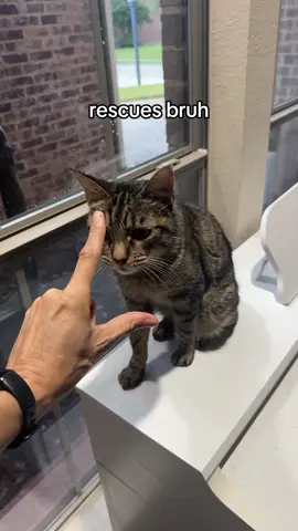 He’s the best. #cats #catsoftiktok 