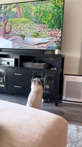 Almost had em! #fyp #funny #catsoftiktok 