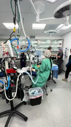 @Veterinary Eye Clinic #rabbit #exoticpets #fyp #surgery 