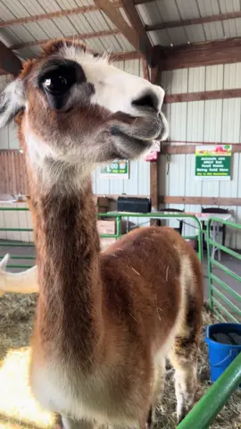 #llama #fyp #lol #animals #animallover #farmlife #animalsoftiktok #farmtok 