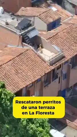 ¡Qué impotencia y rabia! Es lo que genera un nuevo caso de maltrato animal que se registró en una vivienda del sector La Floresta, donde dos perros fueron abandonados durante más de dos días, y al momento del rescate, ya uno estaba sin vida 😔🐶 . . 📸: Denuncias Antioquia y Policía  . #Actualidad #Medellín